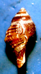 Pullus di muricide da identificare